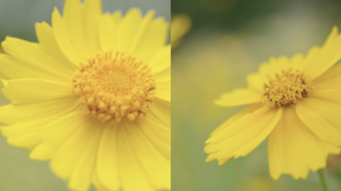 小波斯菊、金钱菊