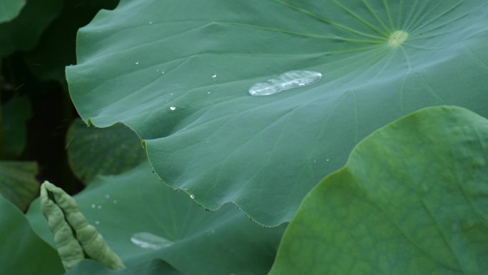 荷叶水滴水珠_雨水雨滴滑落