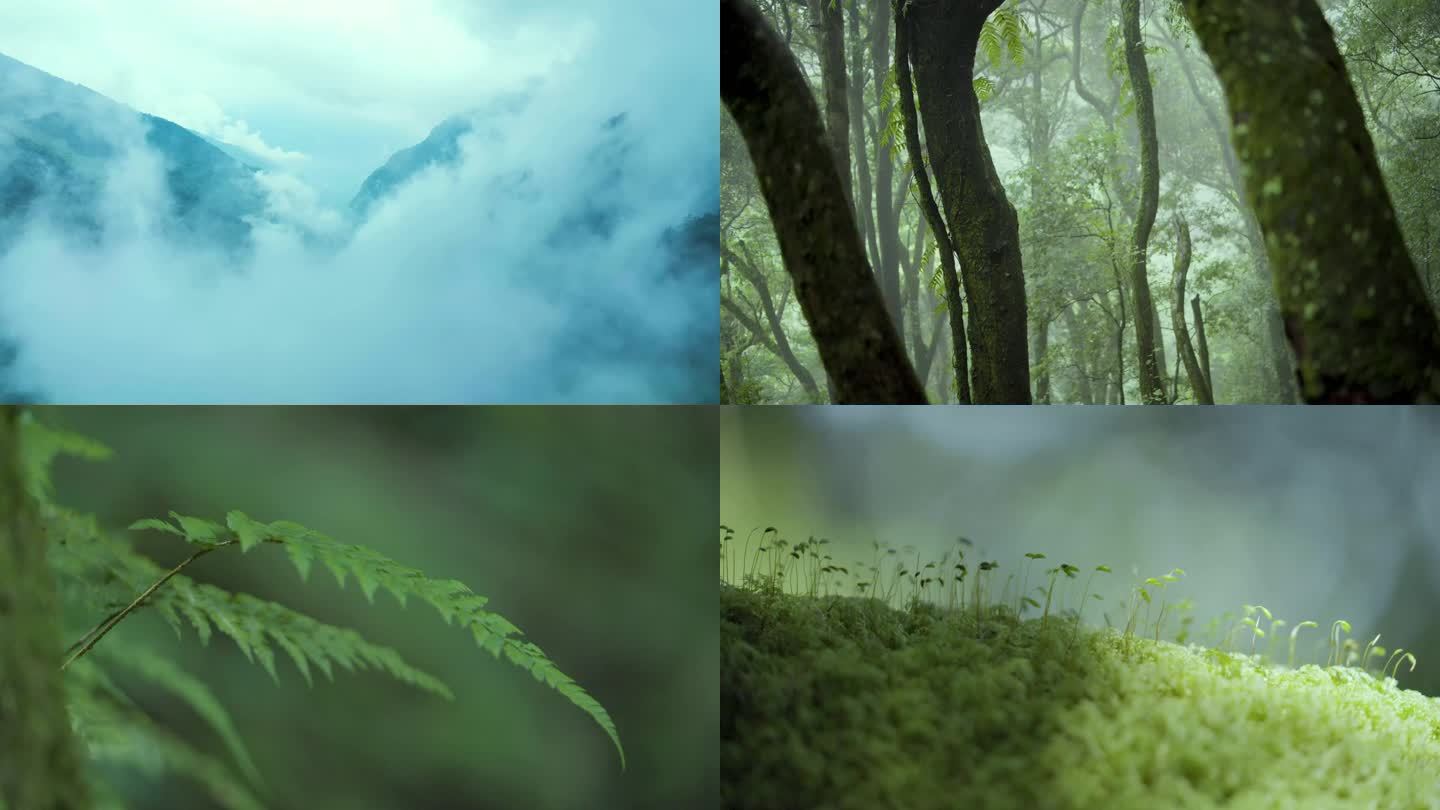 大自然森林风景大山云层原始森林原生态
