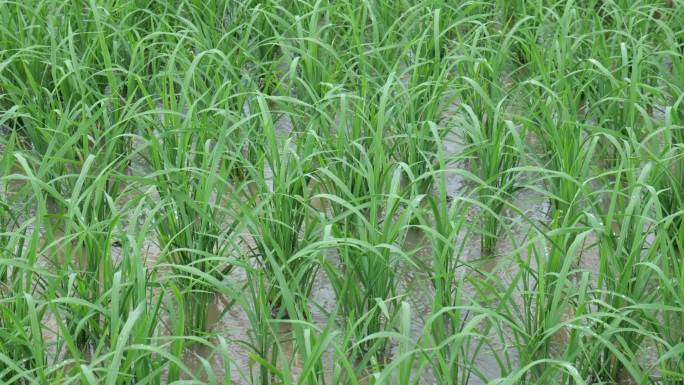 雨天的水稻