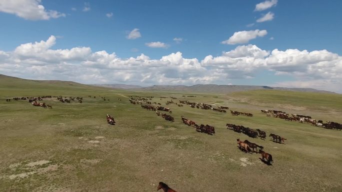 在蒙古无边无际的草原上，令人惊奇的空中无人驾驶飞机跟随一群马射击