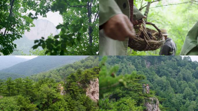 4k太行山采药 采药人