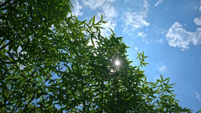 4K夏日阳光闪烁在竹林中