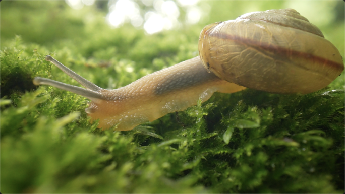 特写蜗牛大自然森林雨后蜗牛爬行唯美小清新