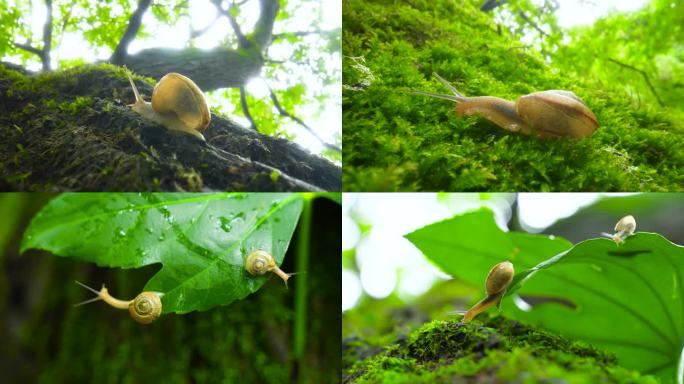 特写蜗牛大自然森林雨后蜗牛爬行唯美小清新