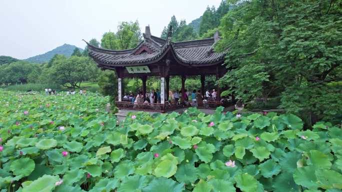 【合集】湘湖荷花庄 荷花