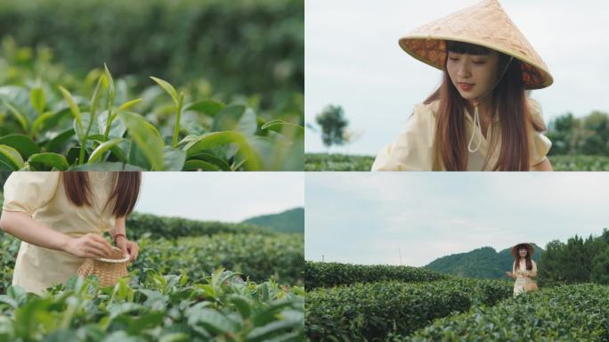 少女 采茶 茶叶 闻茶香 山林间 茶山