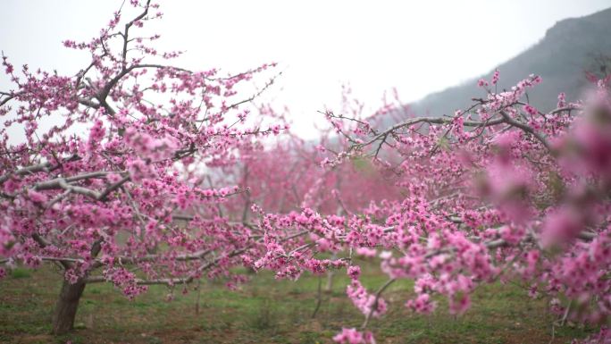 桃花