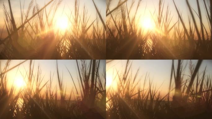 日落海草