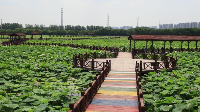 苏州湿地公园风光