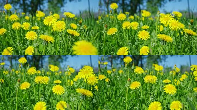 黄色的蒲公英在夏日的田野里，在青草丛中绽放.