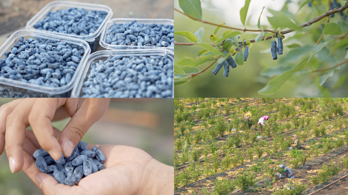 蓝靛果采摘/农业科技基地/农业科学/4K