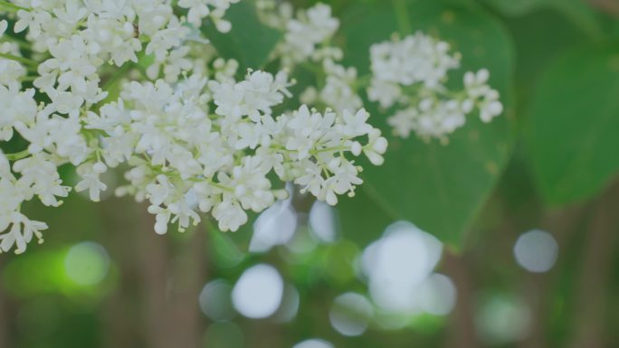 树叶绿植花朵丁香阳光大自然唯美空镜