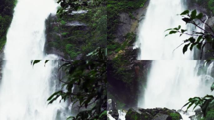 原始森林中的大瀑布落水 树枝前景组镜