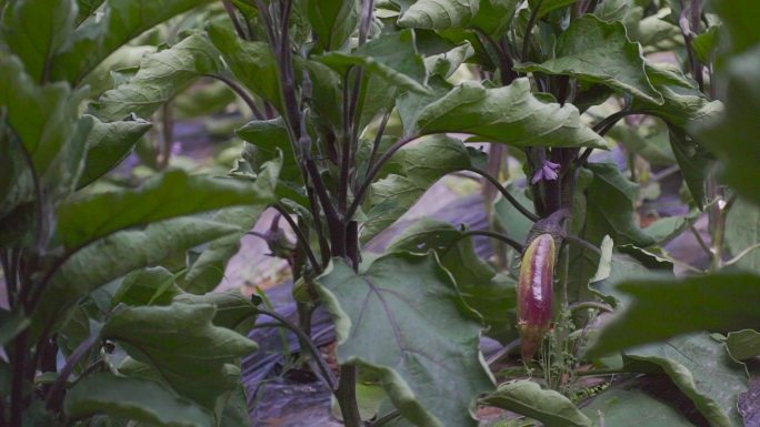 农村扶贫项目 绿色健康食品有机蔬菜