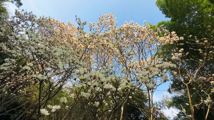 春天的玉兰花