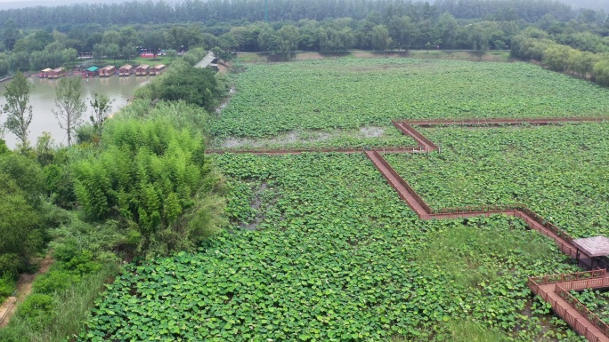 江苏泗洪洪泽湖湿地风光