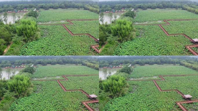 江苏泗洪洪泽湖湿地风光