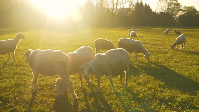 镜头光斑: 日出照亮了草地，这样可爱的羊就可以吃草了
