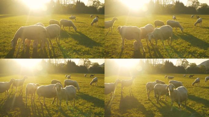 镜头光斑: 日出照亮了草地，这样可爱的羊就可以吃草了