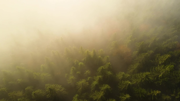 秋天群山云杉树冠覆盖的雾蒙蒙的松树林空中景观.