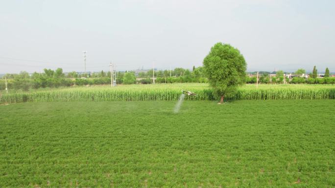农业植保无人机在农田中喷洒农药航拍