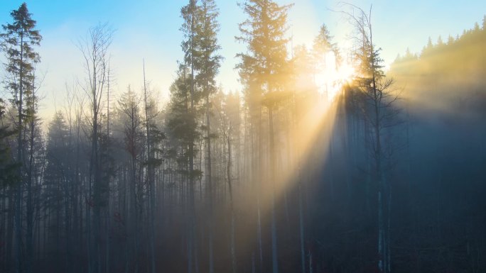 秋天日出的时候，空中的美景闪烁着阳光，雾蒙蒙的森林里点缀着松树。雾蒙蒙的黎明,令人惊奇的荒原森林.环