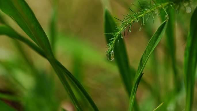 雨景绿色植物叶子上的水滴
