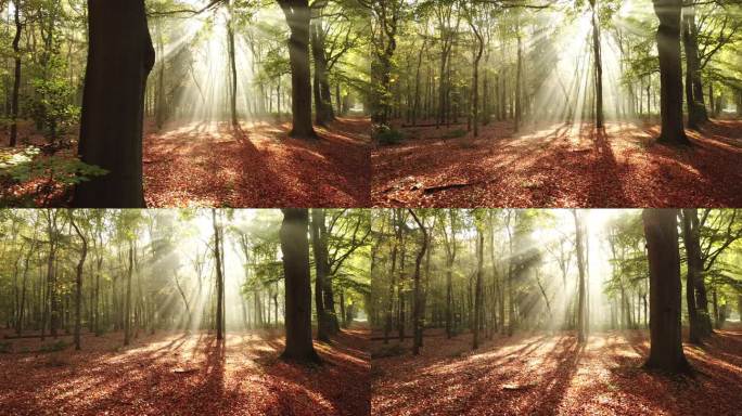 秋天森林 “Corversbos” 的风景画，位于荷兰希尔弗瑟姆镇的边缘