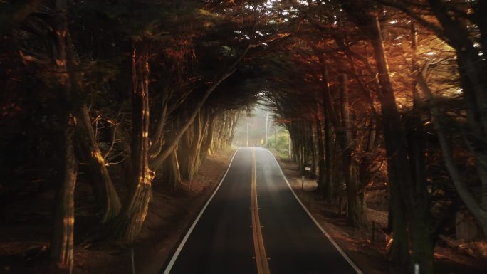 电影密集的森林隧道，金色的落日在树上闪耀