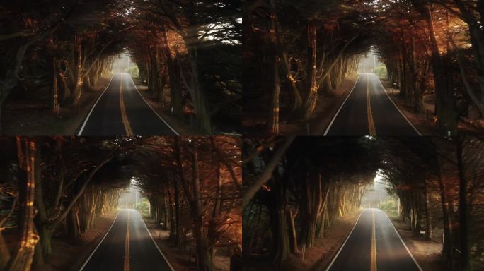 电影密集的森林隧道，金色的落日在树上闪耀
