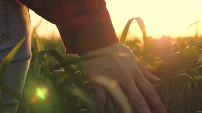 日落时分，年轻的女农场主走在麦田里，用他的手工耕作的概念摸着麦穗。在温暖的阳光下成熟的麦田.女商人检