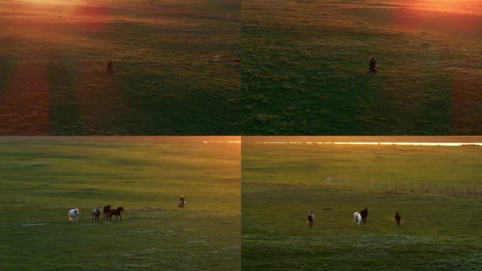 夕阳下牧民牧马 逆光下的马匹