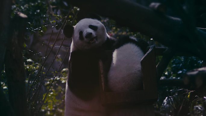 大熊猫晒太阳