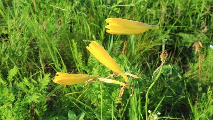 大兴安岭野花黄花菜花咕嘟