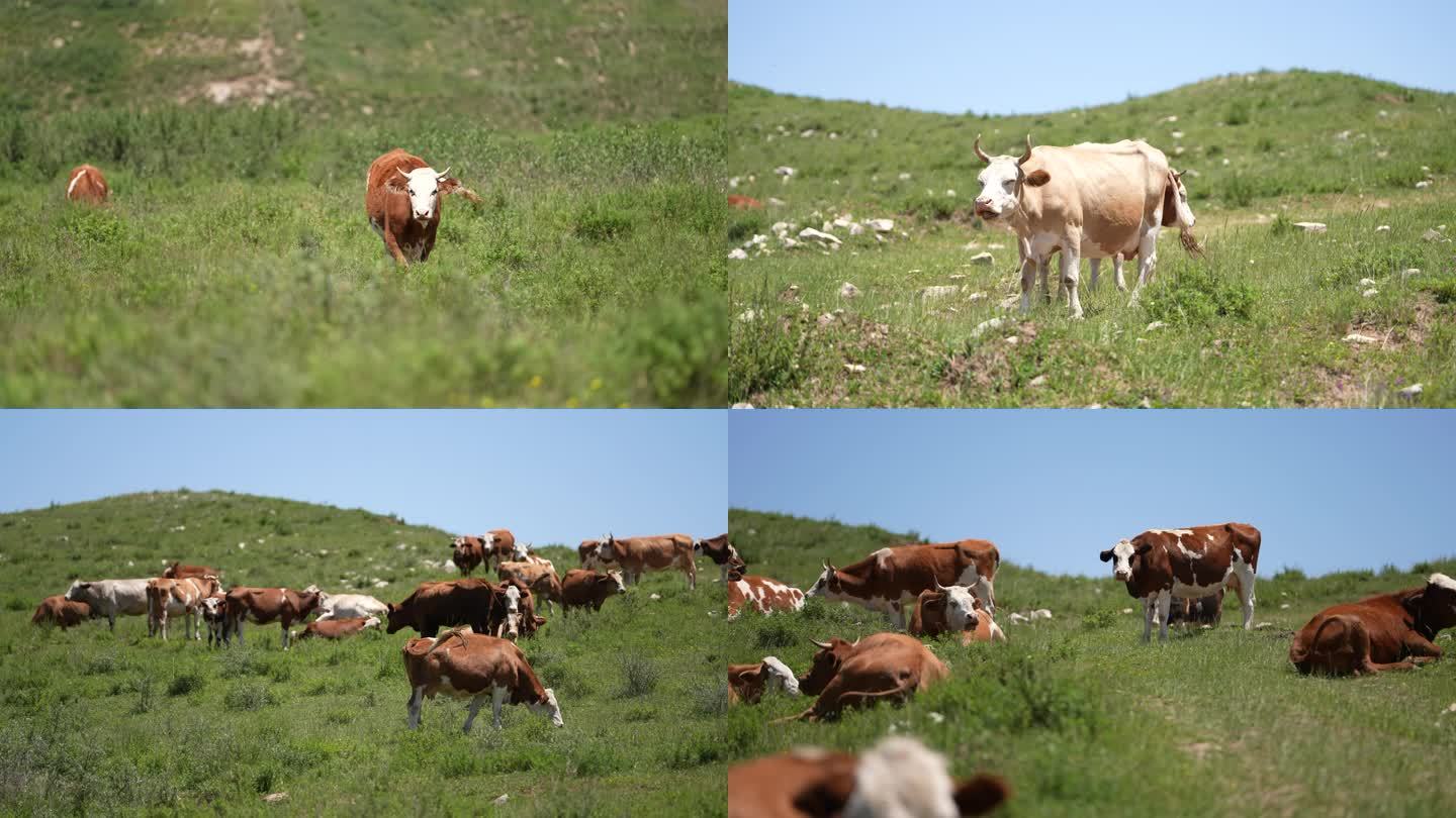 4k大山里放养的黄牛群散养殖
