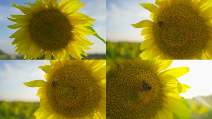 阳光下的向日葵蜜蜂采蜜慢镜头