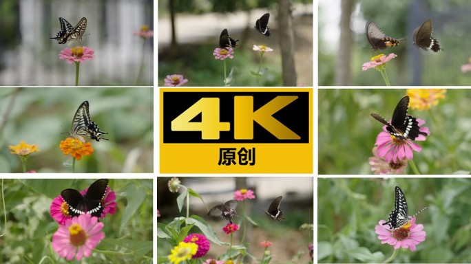 蝴蝶双飞【4K 慢镜头】