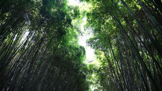 风中摇曳的竹林