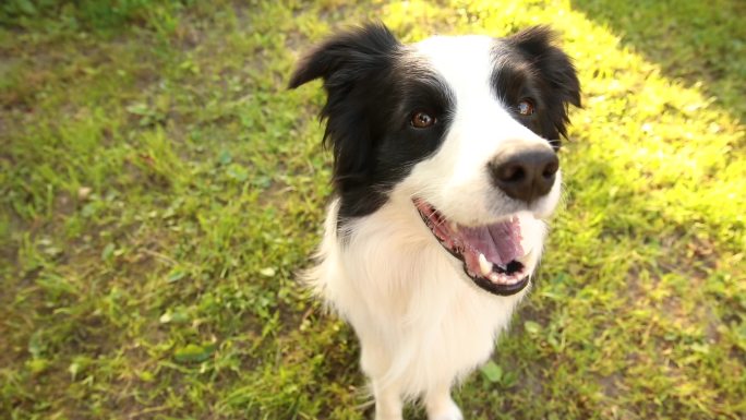 坐在草地公园背景上的可爱的笑着的小狗边境牧羊犬的户外肖像。夏日阳光明媚,小狗的脸很滑稽.宠物狗和有趣