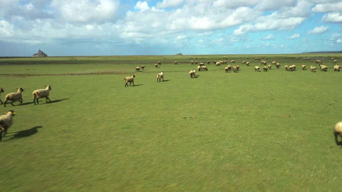 圣米歇尔山附近田里的羊