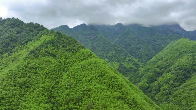 高山苍翠竹海航拍