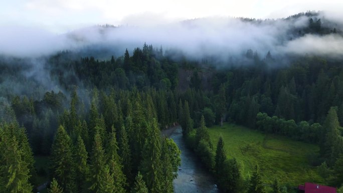 山上多雨的天气.云雾吹过松树林.多雾的日子里,山上云杉林的空中摄像.美丽的秋天森林里的晨雾.