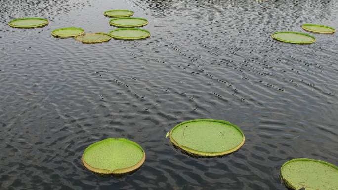 王莲 水生植物