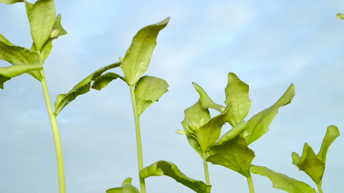 植物茶园茶叶生长过程延时拍摄