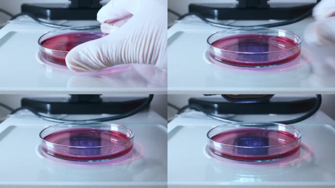 在显微镜下研究Petri盘中分子样品的微生物学家。拥有研发药物或RNA疫苗技术设备的现代研究实验室。