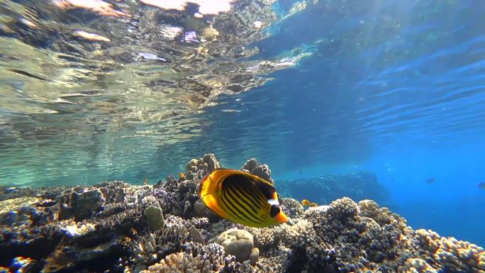 在红海海底美丽的水下世界热带鱼在珊瑚附近游动