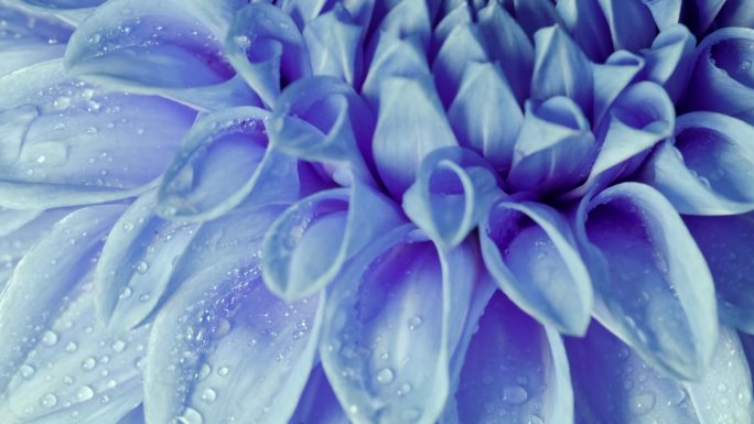 美丽的蓝色菊花，缓慢旋转