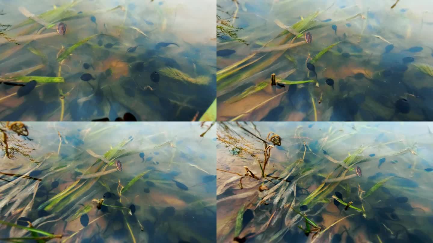 水中游动的蝌蚪