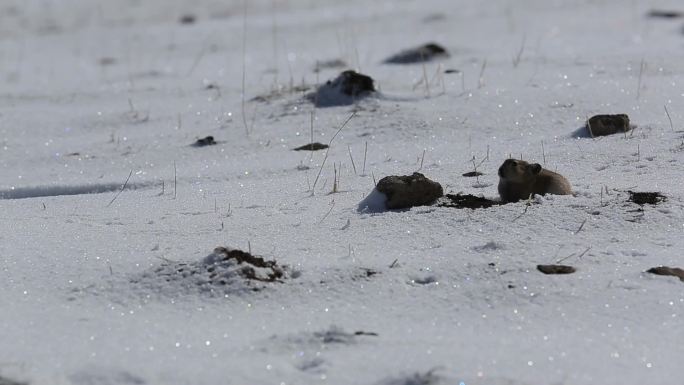 C雪地活泼的小动物实拍视频